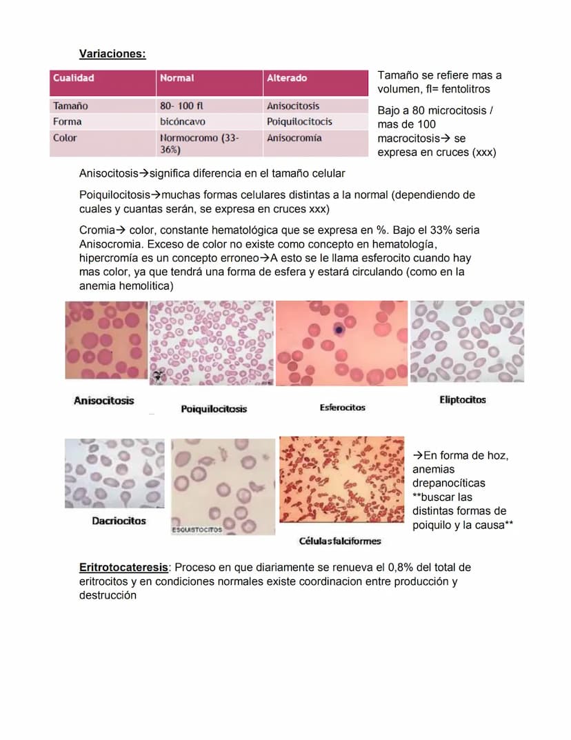ERITROPOYESIS
Common
erythroid/granulocytic
precursor
Clase 2 Hematopoyesis
Early erythroblast Intermediate
erythroblast
Late erythroblast P