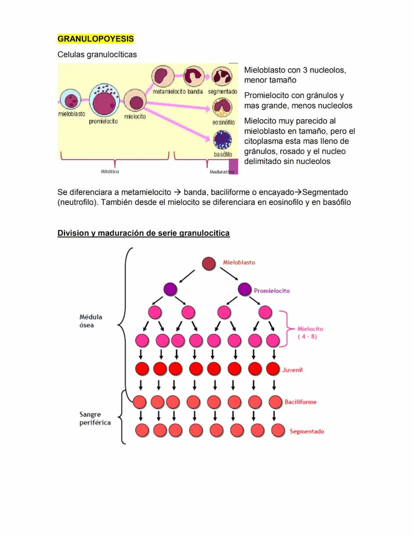 ERITROPOYESIS
Common
erythroid/granulocytic
precursor
Clase 2 Hematopoyesis
Early erythroblast Intermediate
erythroblast
Late erythroblast P