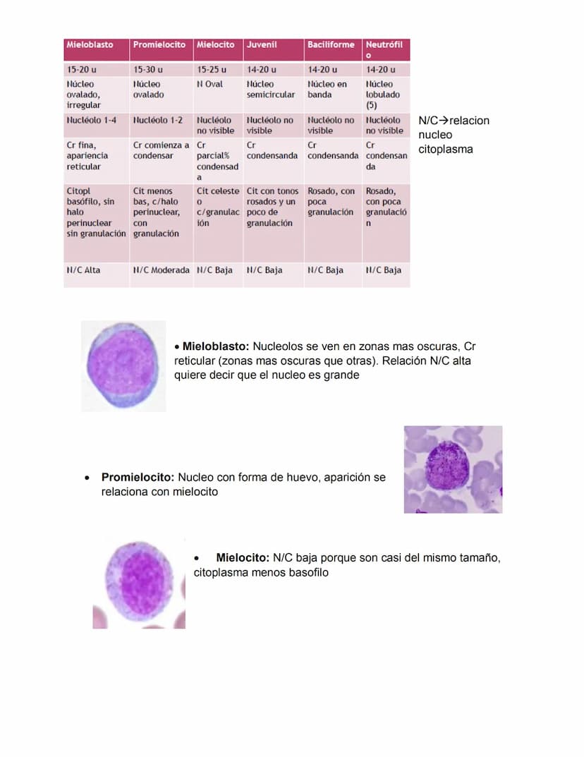 ERITROPOYESIS
Common
erythroid/granulocytic
precursor
Clase 2 Hematopoyesis
Early erythroblast Intermediate
erythroblast
Late erythroblast P