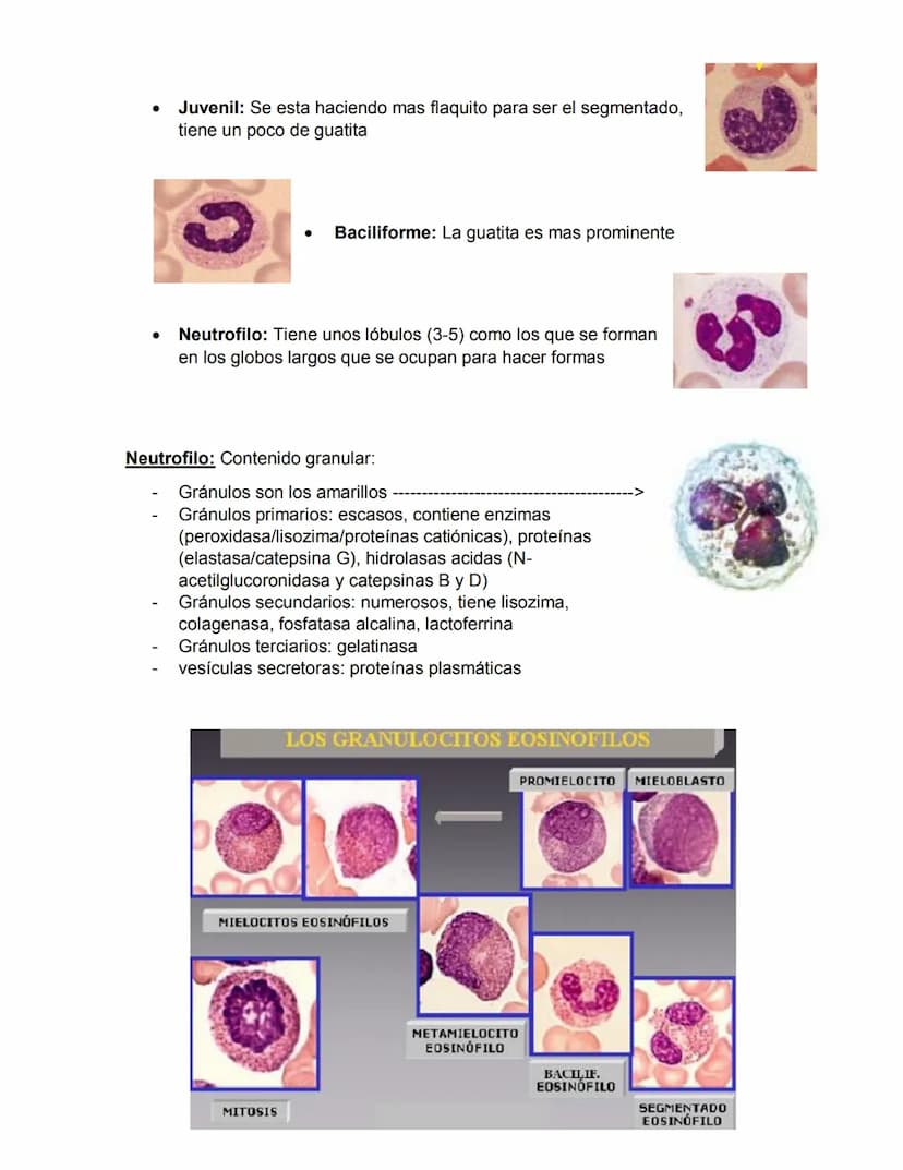ERITROPOYESIS
Common
erythroid/granulocytic
precursor
Clase 2 Hematopoyesis
Early erythroblast Intermediate
erythroblast
Late erythroblast P