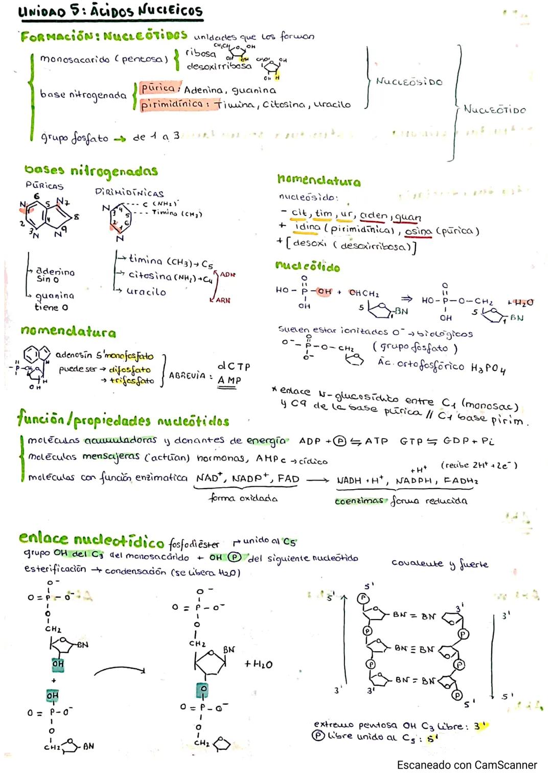 LINIDAD 5: ACIDOS NUCLEICOS
FORMACIÓN: NUCLEOTIDOS
monosacarido (pentosa)
base nitrogenada
grupo fosfato de 1 a 3.
bases nitrogenadas
PURICA