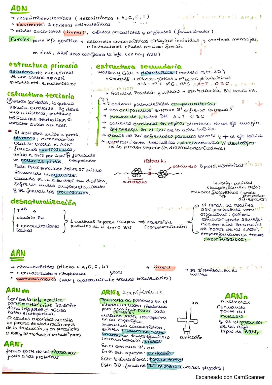 LINIDAD 5: ACIDOS NUCLEICOS
FORMACIÓN: NUCLEOTIDOS
monosacarido (pentosa)
base nitrogenada
grupo fosfato de 1 a 3.
bases nitrogenadas
PURICA