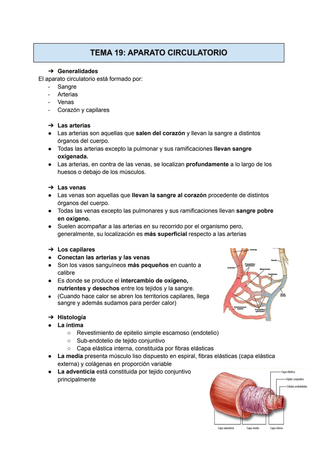 →Generalidades
El aparato circulatorio está formado por:
●
Sangre
Arterias
●
TEMA 19: APARATO CIRCULATORIO
→ Las arterias
Las arterias son a