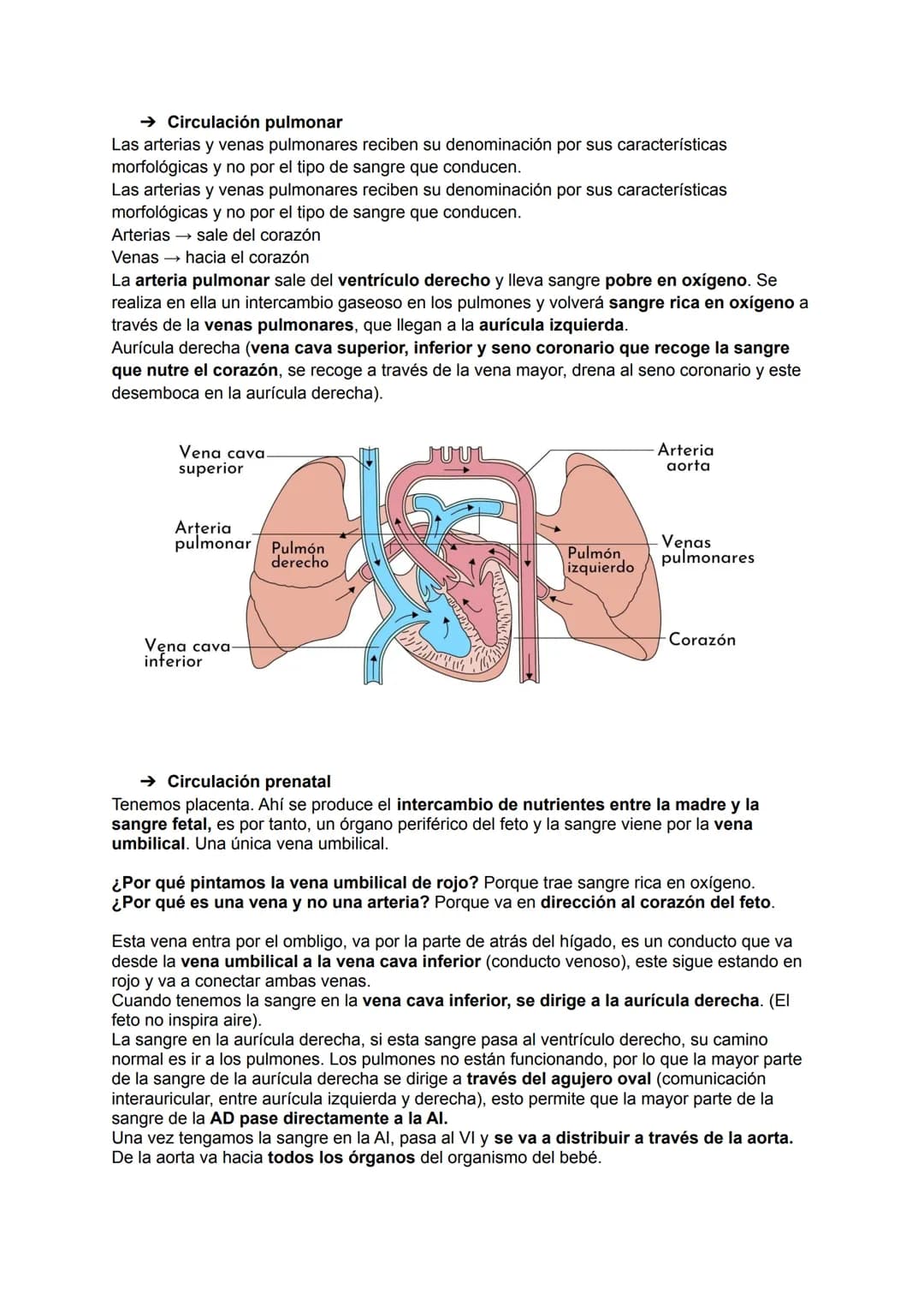 →Generalidades
El aparato circulatorio está formado por:
●
Sangre
Arterias
●
TEMA 19: APARATO CIRCULATORIO
→ Las arterias
Las arterias son a