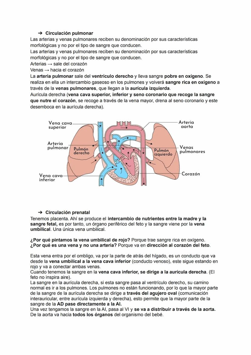 →Generalidades
El aparato circulatorio está formado por:
●
Sangre
Arterias
●
TEMA 19: APARATO CIRCULATORIO
→ Las arterias
Las arterias son a
