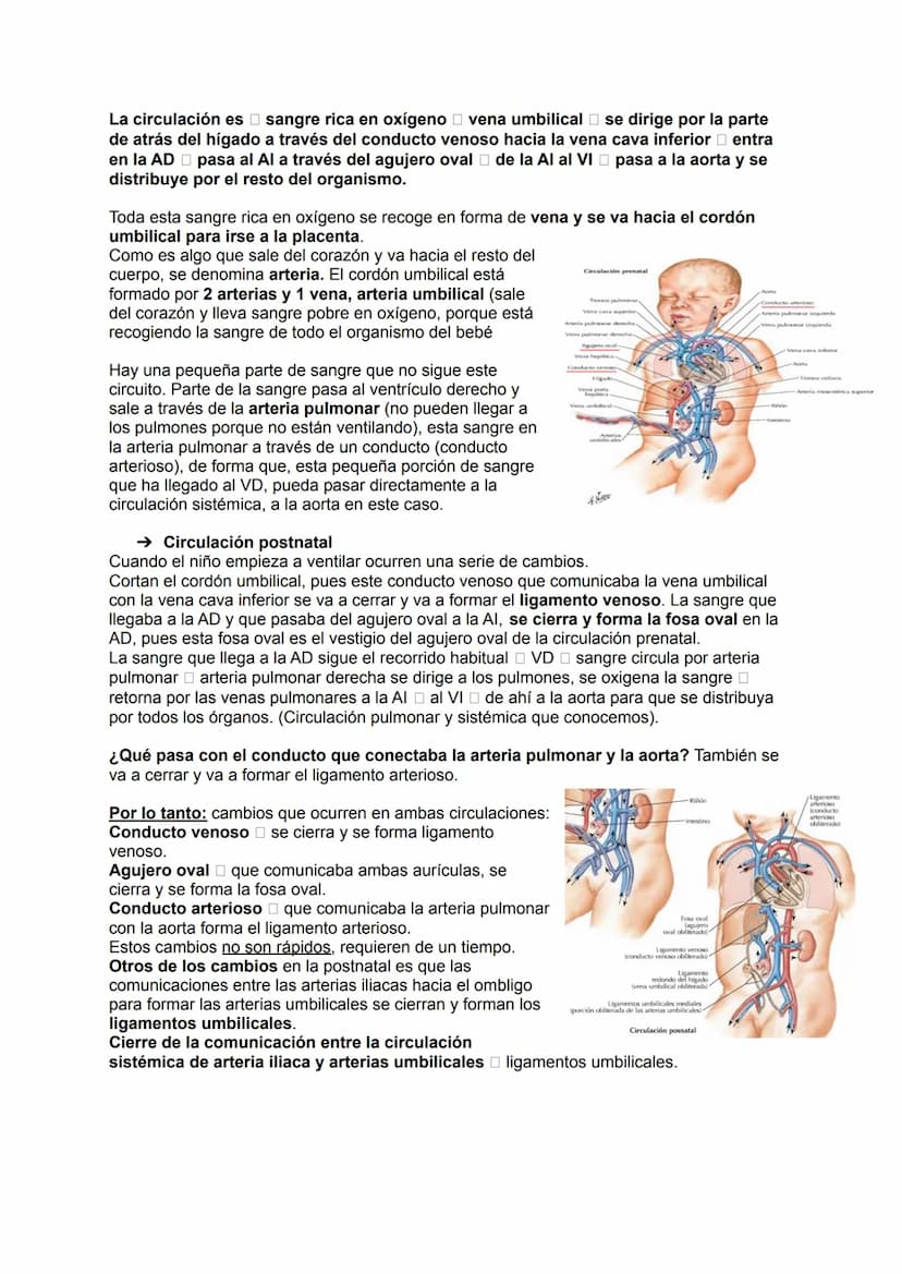 →Generalidades
El aparato circulatorio está formado por:
●
Sangre
Arterias
●
TEMA 19: APARATO CIRCULATORIO
→ Las arterias
Las arterias son a