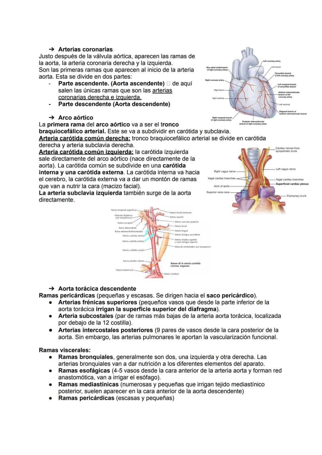 →Generalidades
El aparato circulatorio está formado por:
●
Sangre
Arterias
●
TEMA 19: APARATO CIRCULATORIO
→ Las arterias
Las arterias son a