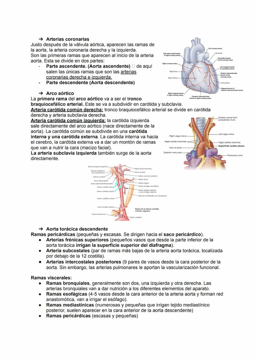 →Generalidades
El aparato circulatorio está formado por:
●
Sangre
Arterias
●
TEMA 19: APARATO CIRCULATORIO
→ Las arterias
Las arterias son a