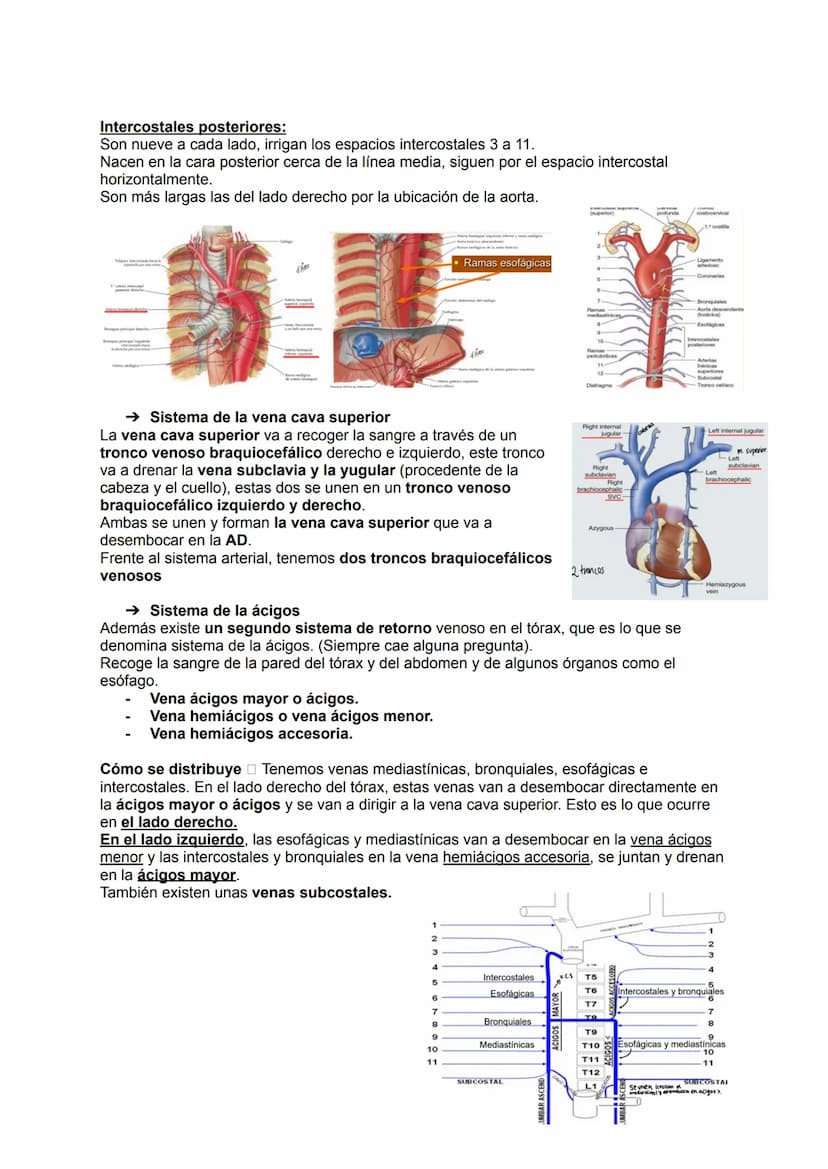 →Generalidades
El aparato circulatorio está formado por:
●
Sangre
Arterias
●
TEMA 19: APARATO CIRCULATORIO
→ Las arterias
Las arterias son a