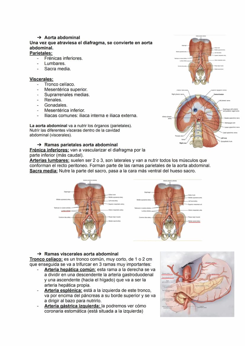 →Generalidades
El aparato circulatorio está formado por:
●
Sangre
Arterias
●
TEMA 19: APARATO CIRCULATORIO
→ Las arterias
Las arterias son a