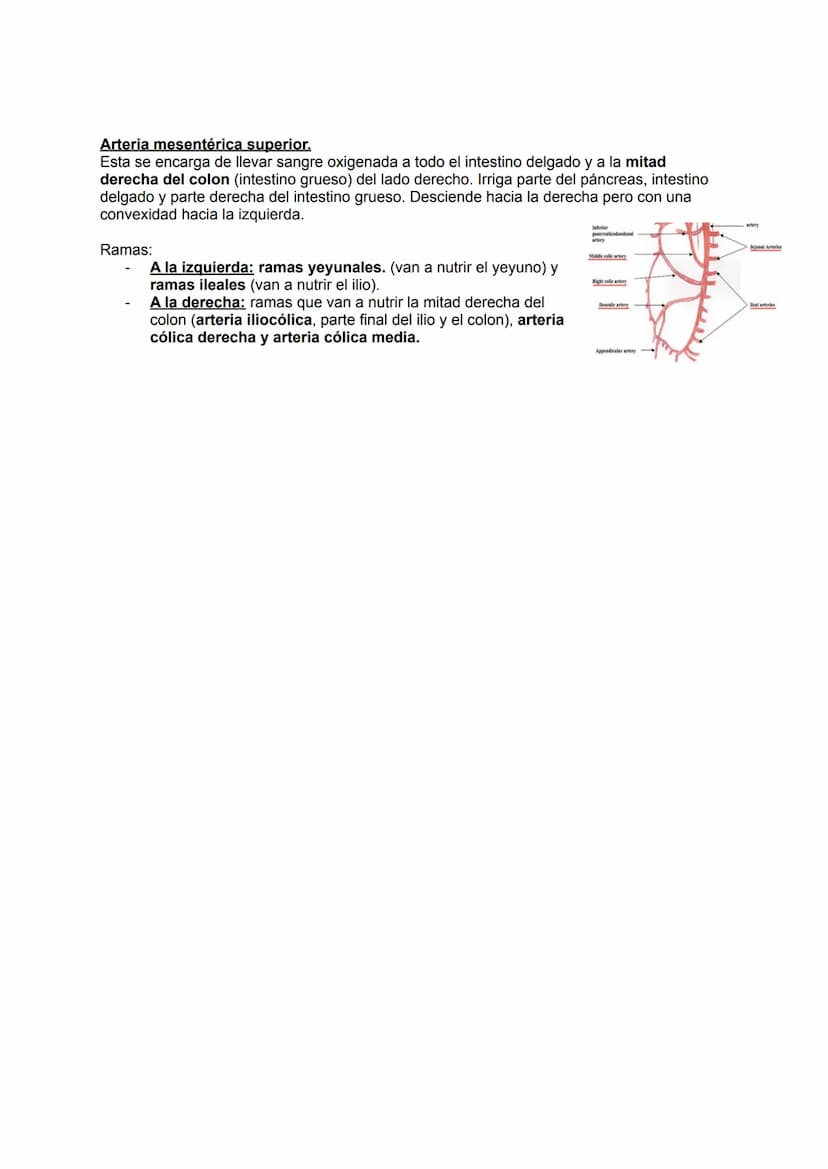 →Generalidades
El aparato circulatorio está formado por:
●
Sangre
Arterias
●
TEMA 19: APARATO CIRCULATORIO
→ Las arterias
Las arterias son a