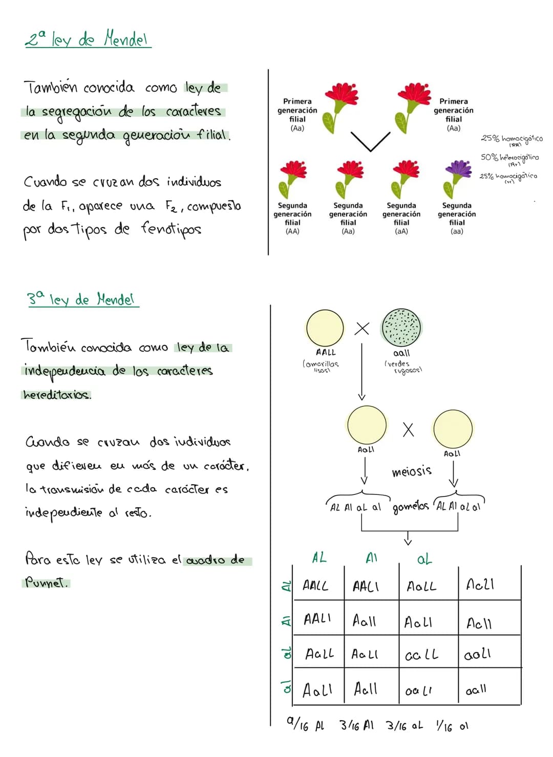 genética mendeliana
1. Conceptos
Caracter hereditario → cualquier caracteristica presente eu vu individuo y Transmisible
a su descendencia.
