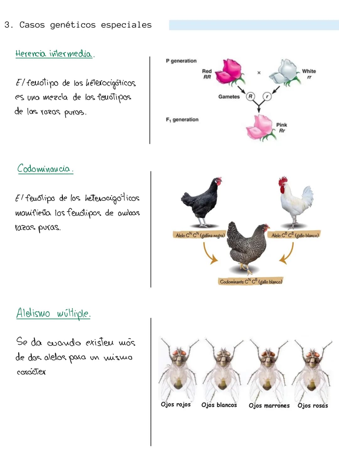 genética mendeliana
1. Conceptos
Caracter hereditario → cualquier caracteristica presente eu vu individuo y Transmisible
a su descendencia.
