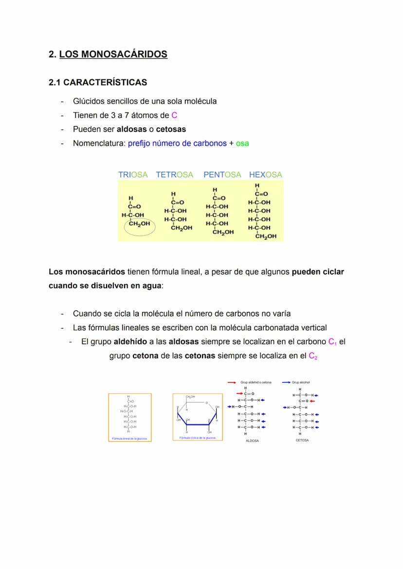 RESUMEN TEMA 2 BIOLOGÍA: LOS GLÚCIDOS
160
Apuntes de: 1.° de Bachillerato científico
Asignatura: Biología (bioquímica)
Curso: 2022/2023 ÍNDI