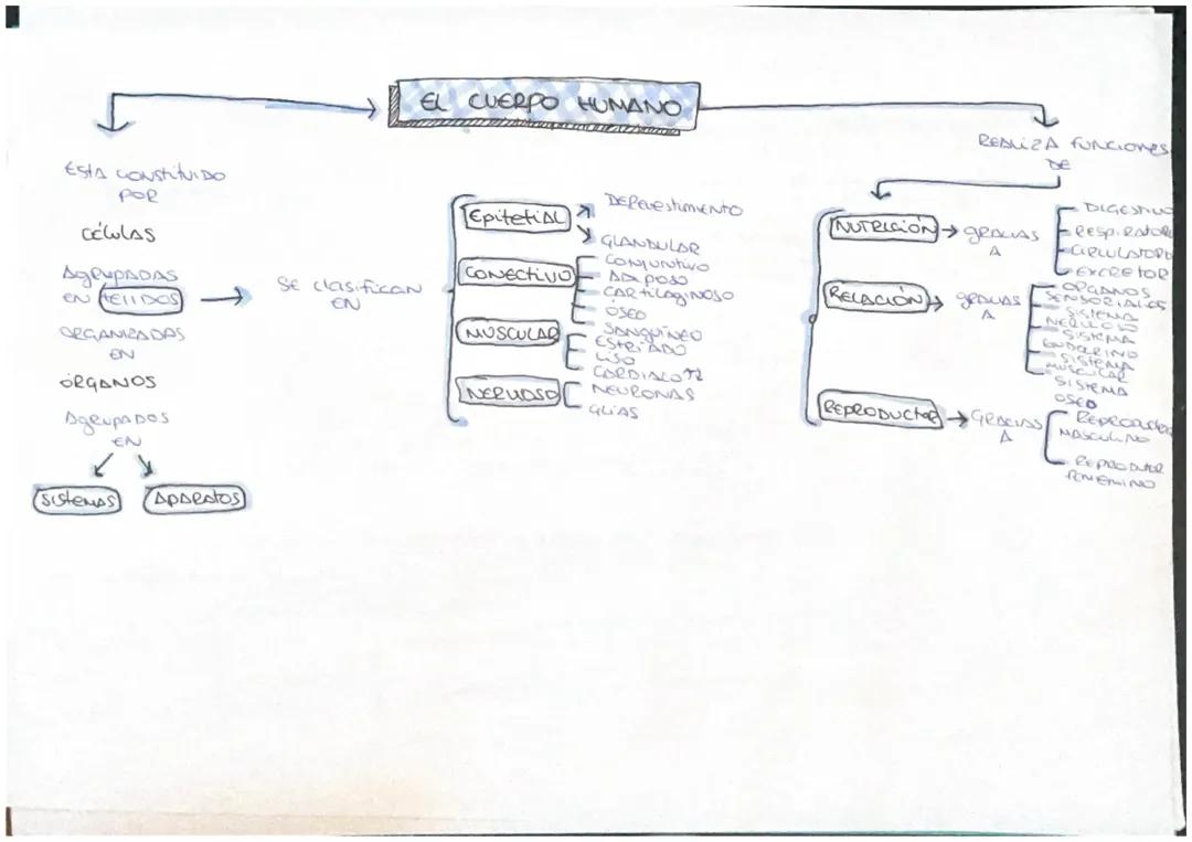 La Organización Del Cuerpo Humano 