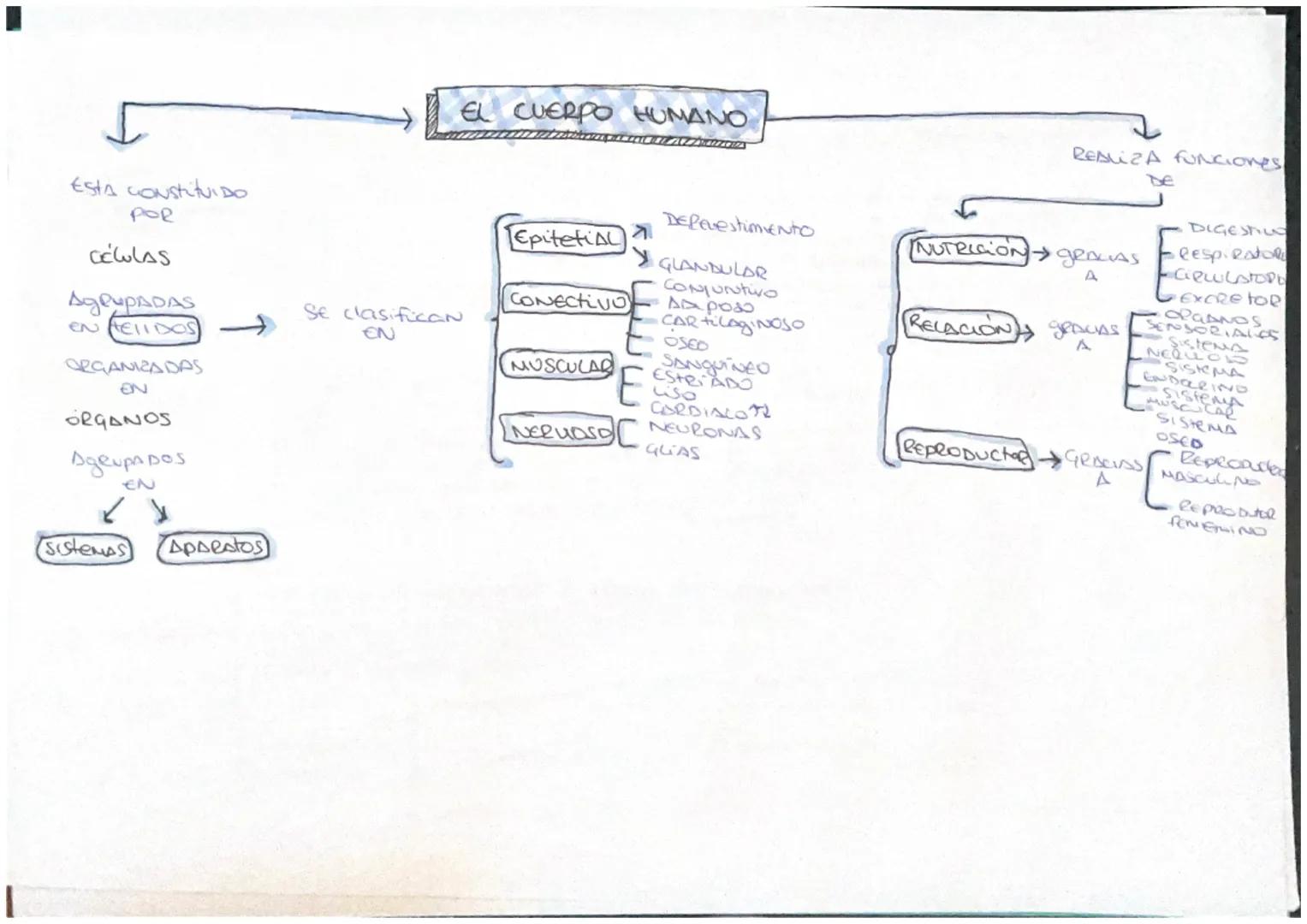 Esta Constituido
POR
Células
AgrupADAS
EN HELIDOS
ORGANIZADAS
ORGANOS
Agrupados
EN
Sistemas Aparatos
EL CUERPO HUMANO
Se clasifican
EN
Epite