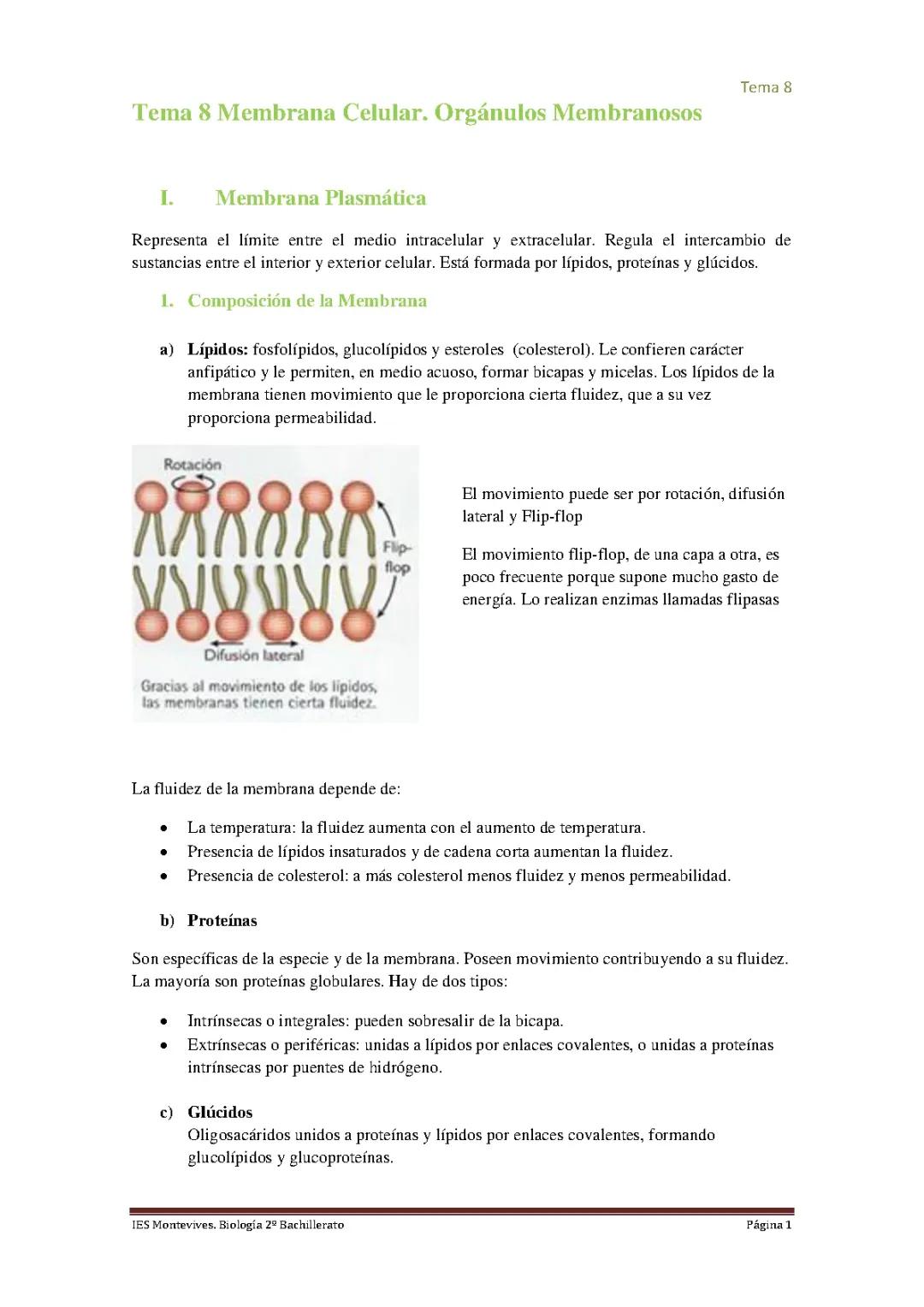 Todo sobre Orgánulos Celulares: Membranosos y No Membranosos