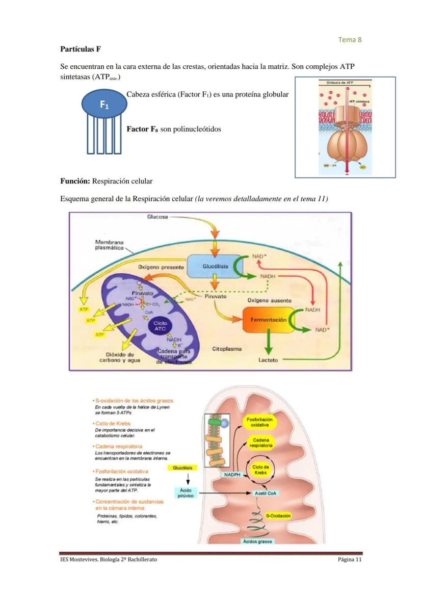 
<h2 id="imembranaplasmtica">I. Membrana Plasmática</h2>
<p>La membrana plasmática representa el límite entre el medio intracelular y extrac