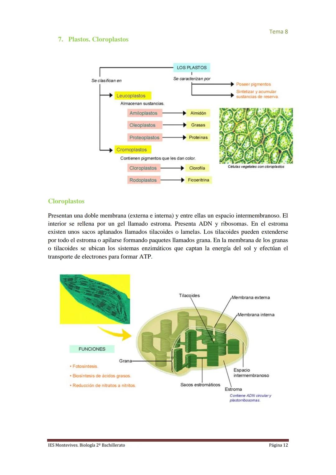 
<h2 id="imembranaplasmtica">I. Membrana Plasmática</h2>
<p>La membrana plasmática representa el límite entre el medio intracelular y extrac