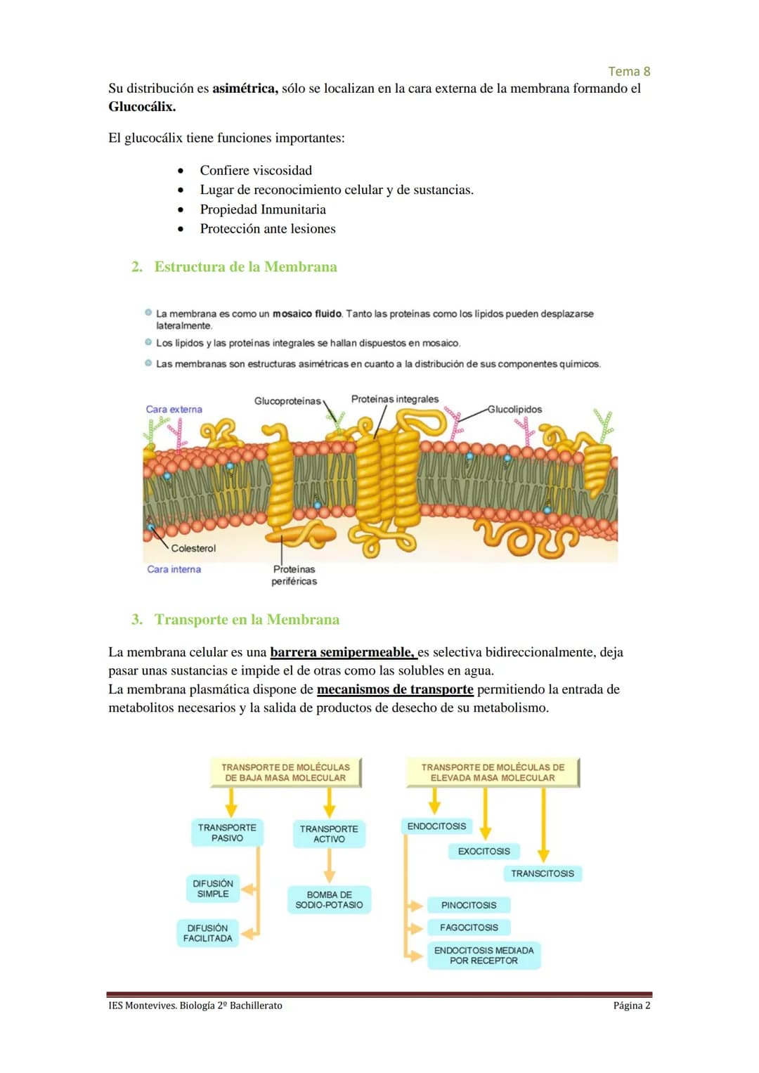 
<h2 id="imembranaplasmtica">I. Membrana Plasmática</h2>
<p>La membrana plasmática representa el límite entre el medio intracelular y extrac