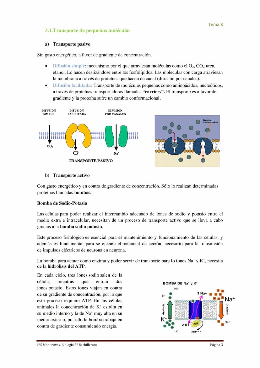 
<h2 id="imembranaplasmtica">I. Membrana Plasmática</h2>
<p>La membrana plasmática representa el límite entre el medio intracelular y extrac