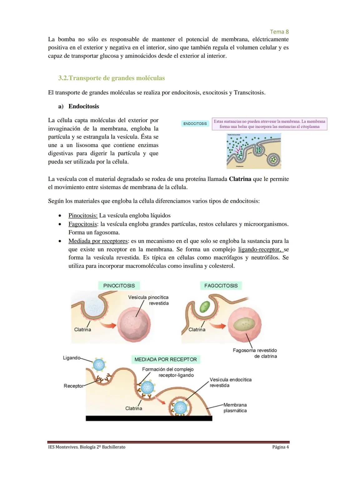 
<h2 id="imembranaplasmtica">I. Membrana Plasmática</h2>
<p>La membrana plasmática representa el límite entre el medio intracelular y extrac