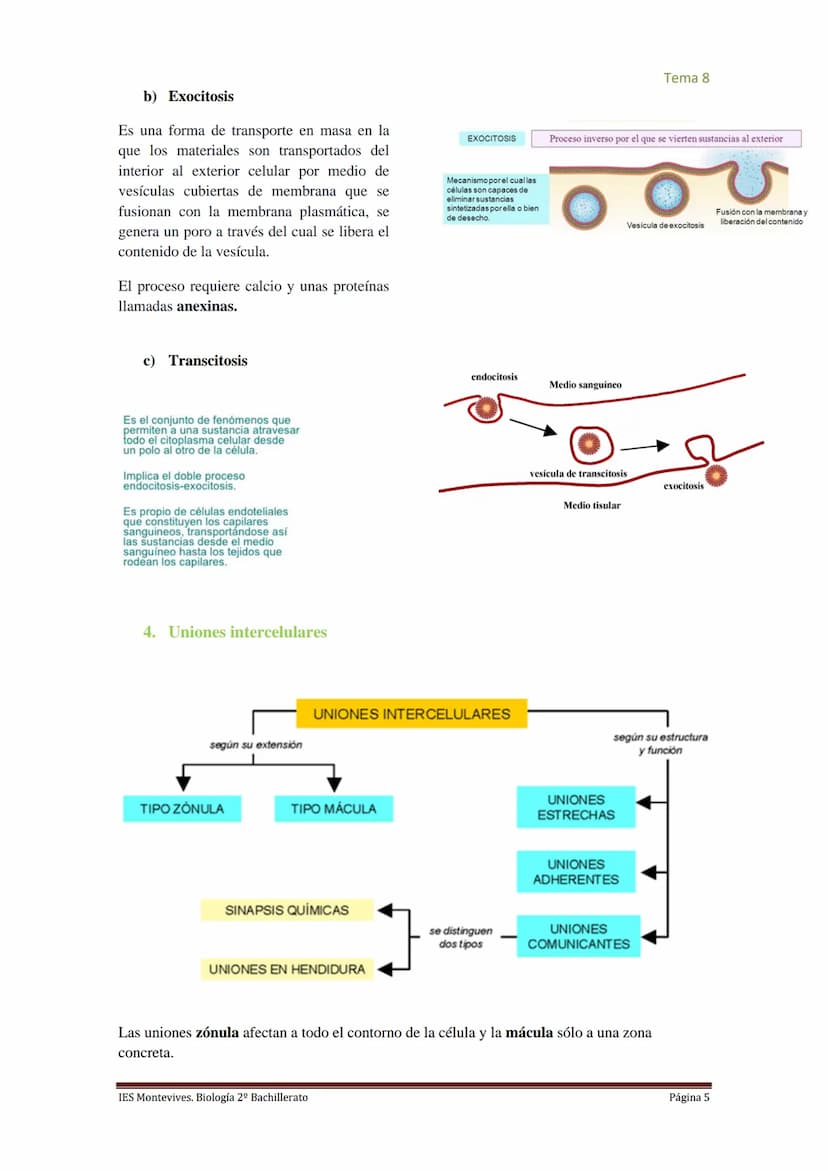 
<h2 id="imembranaplasmtica">I. Membrana Plasmática</h2>
<p>La membrana plasmática representa el límite entre el medio intracelular y extrac