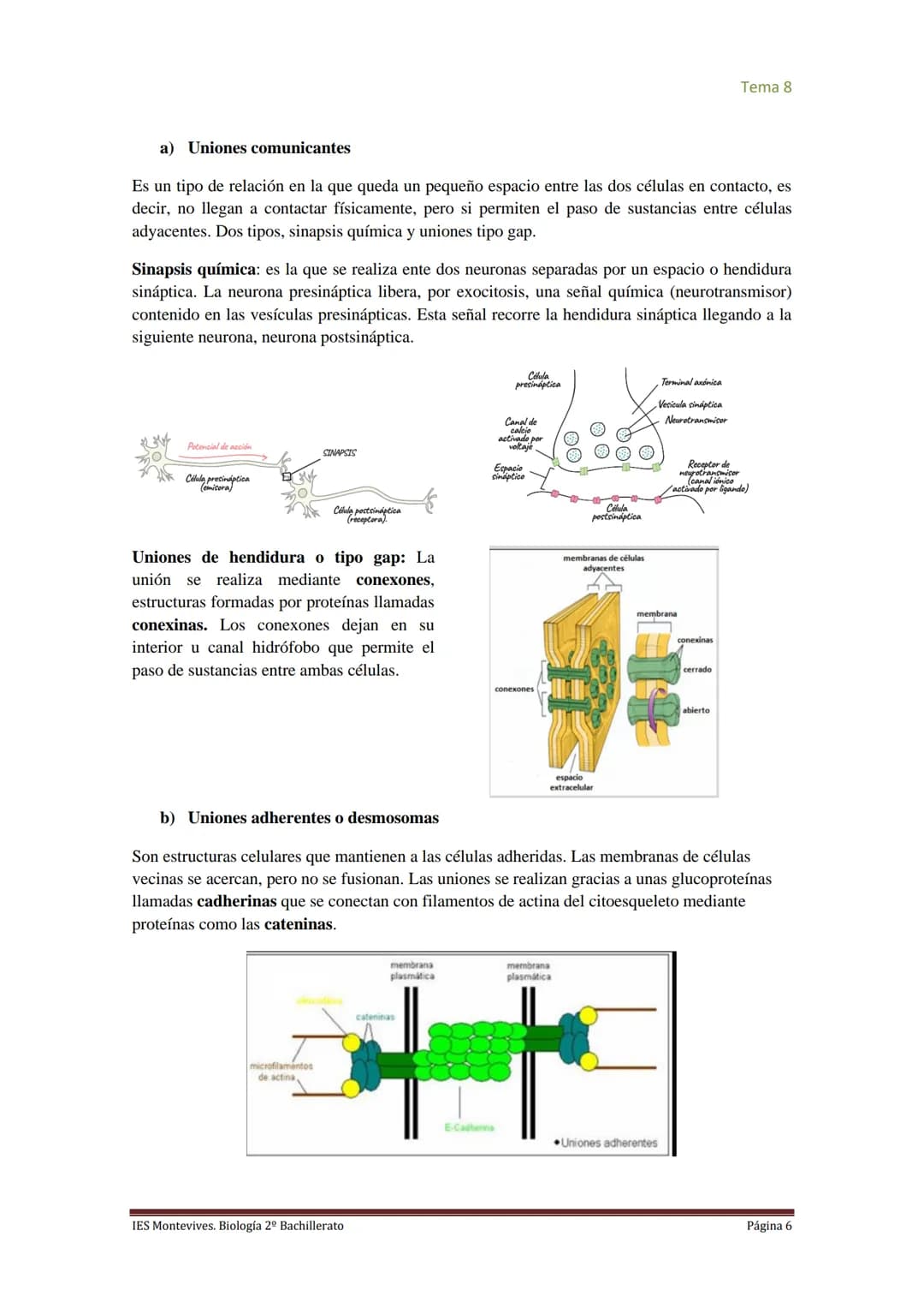 
<h2 id="imembranaplasmtica">I. Membrana Plasmática</h2>
<p>La membrana plasmática representa el límite entre el medio intracelular y extrac