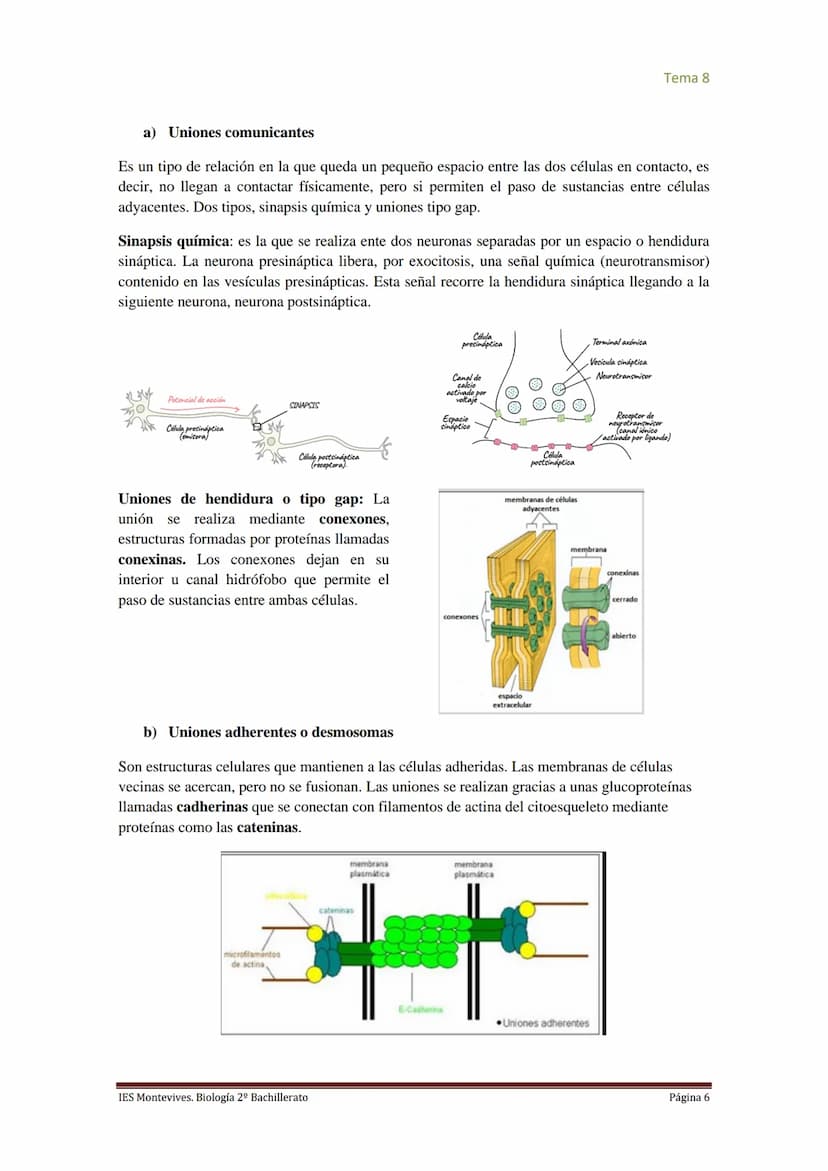 
<h2 id="imembranaplasmtica">I. Membrana Plasmática</h2>
<p>La membrana plasmática representa el límite entre el medio intracelular y extrac