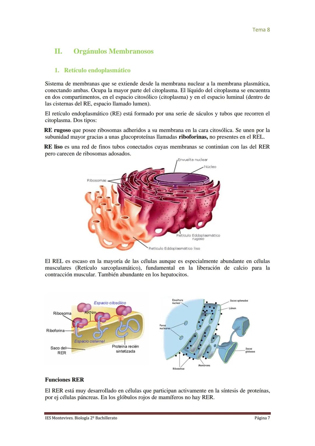 
<h2 id="imembranaplasmtica">I. Membrana Plasmática</h2>
<p>La membrana plasmática representa el límite entre el medio intracelular y extrac