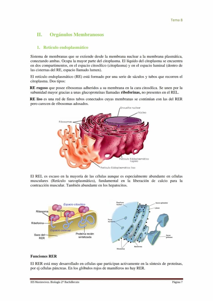 
<h2 id="imembranaplasmtica">I. Membrana Plasmática</h2>
<p>La membrana plasmática representa el límite entre el medio intracelular y extrac