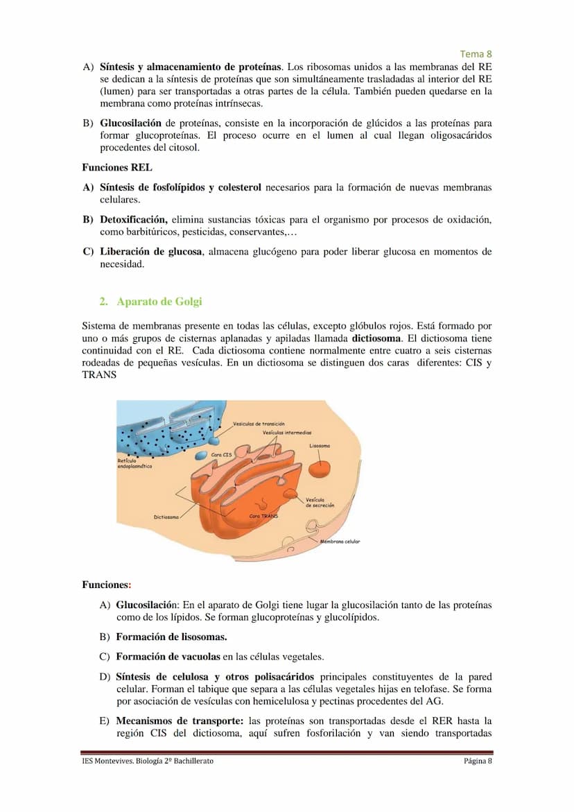 
<h2 id="imembranaplasmtica">I. Membrana Plasmática</h2>
<p>La membrana plasmática representa el límite entre el medio intracelular y extrac