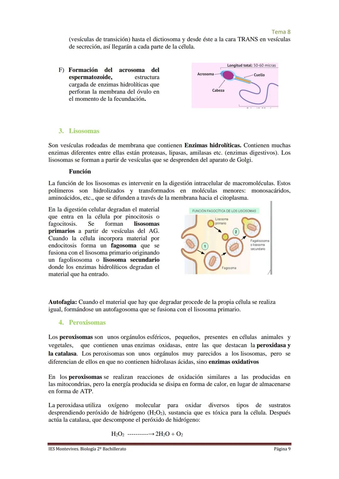 
<h2 id="imembranaplasmtica">I. Membrana Plasmática</h2>
<p>La membrana plasmática representa el límite entre el medio intracelular y extrac