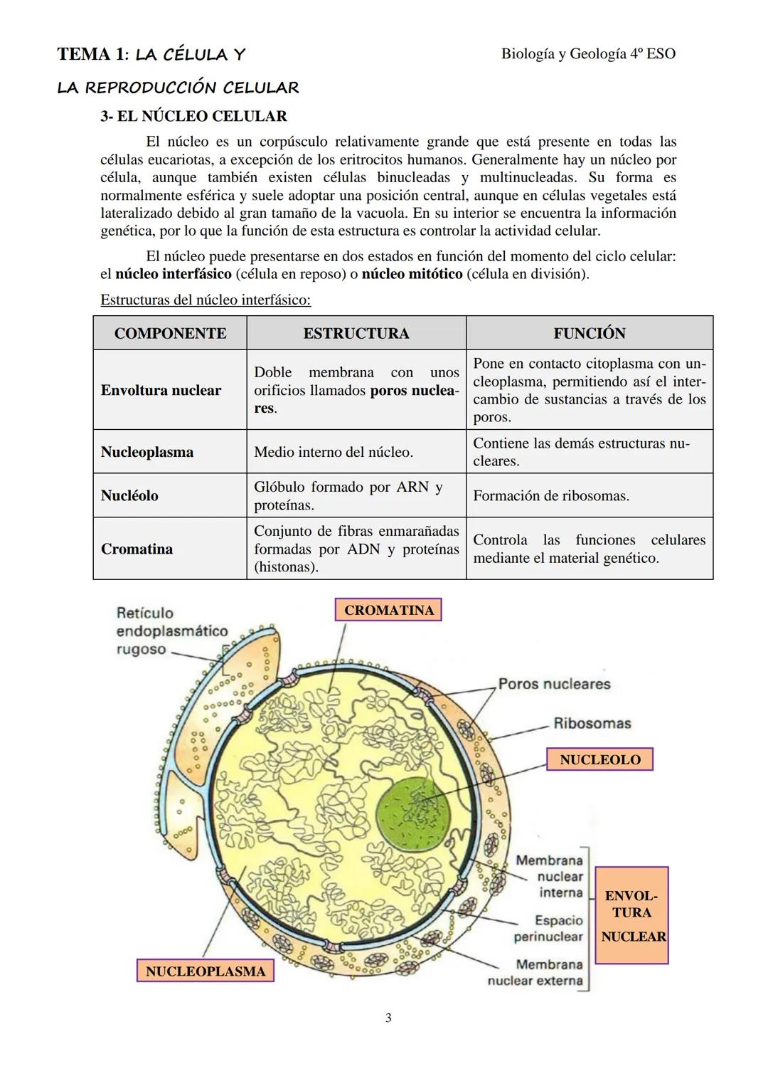 # TEMA 1: LA CÉLULA Y

# LA REPRODUCCIÓN CELULAR

Biología y Geología 4º ESO

## 1- LA TEORÍA CELULAR

La célula se puede considerar la estr