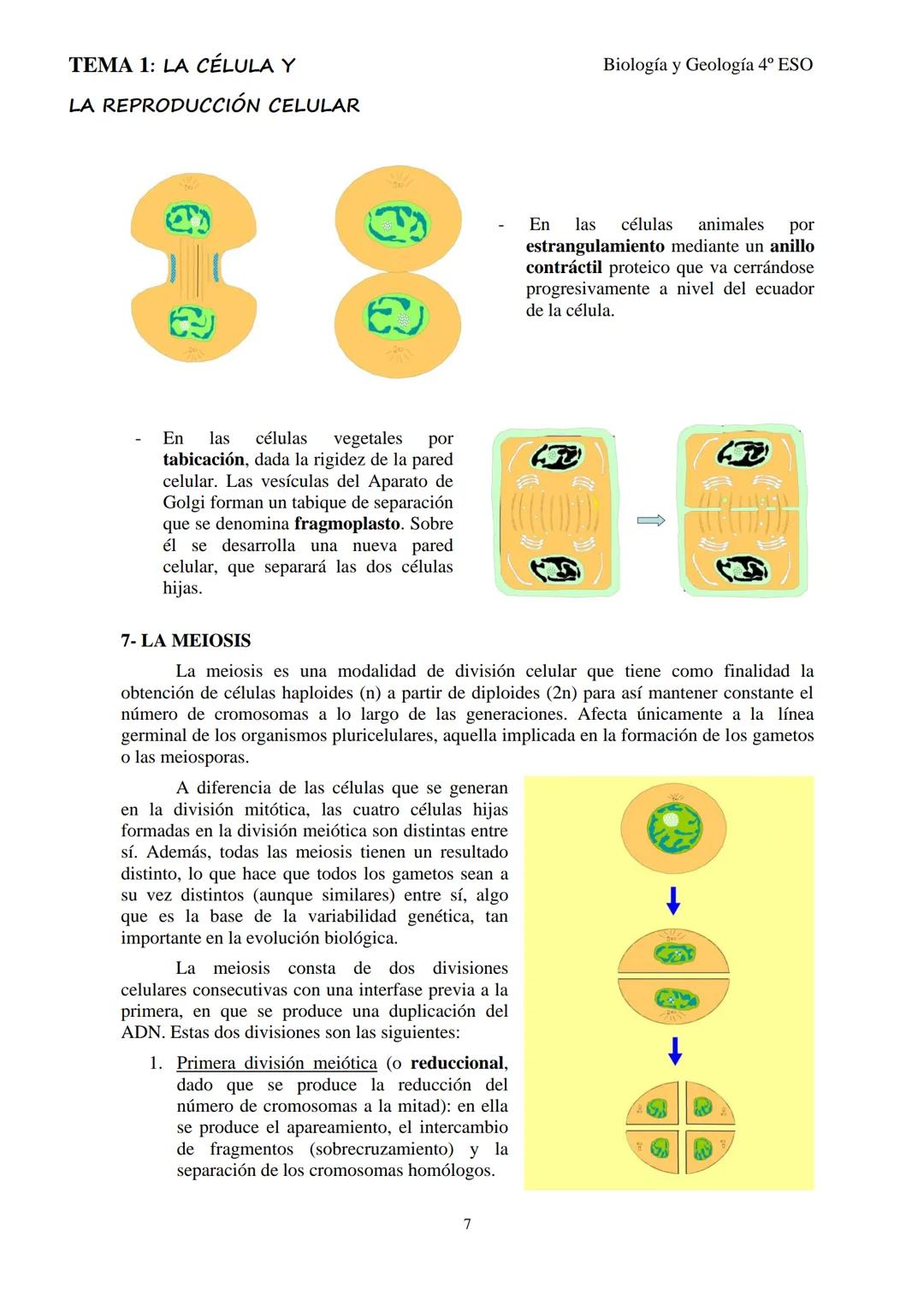 # TEMA 1: LA CÉLULA Y

# LA REPRODUCCIÓN CELULAR

Biología y Geología 4º ESO

## 1- LA TEORÍA CELULAR

La célula se puede considerar la estr