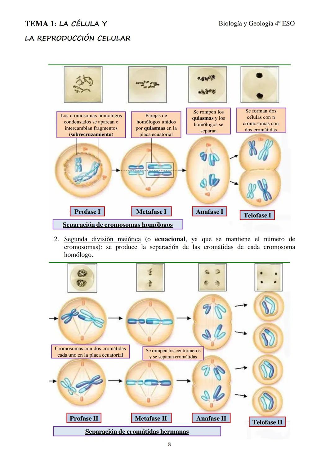 # TEMA 1: LA CÉLULA Y

# LA REPRODUCCIÓN CELULAR

Biología y Geología 4º ESO

## 1- LA TEORÍA CELULAR

La célula se puede considerar la estr