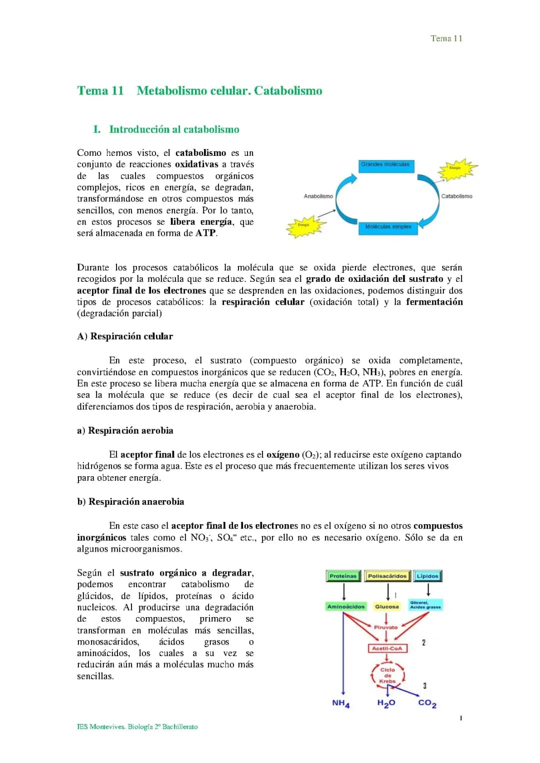 Catabolismo y Anabolismo: Todo lo que Necesitas Saber