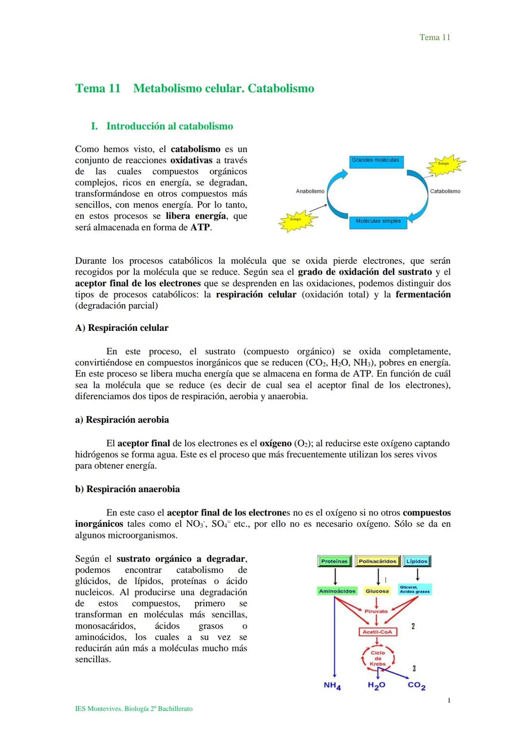 Tema 11 Metabolismo celular. Catabolismo
I. Introducción al catabolismo
Como hemos visto, el catabolismo es un
conjunto de reacciones oxidat
