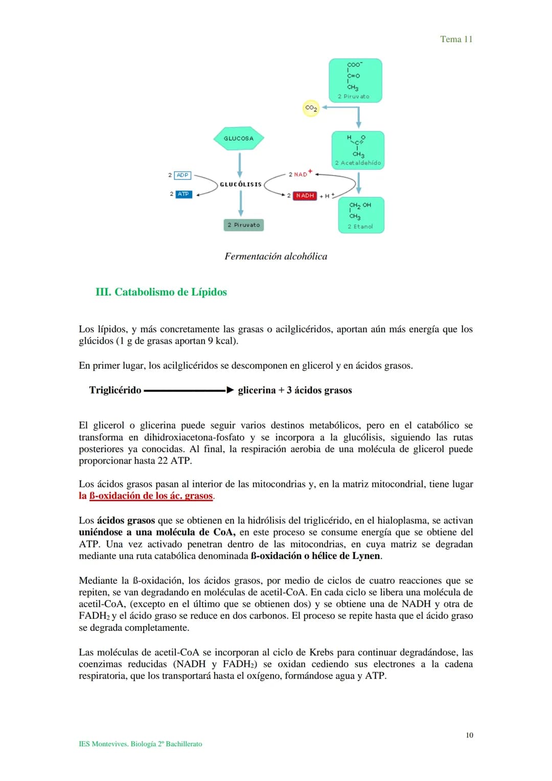 Tema 11 Metabolismo celular. Catabolismo
I. Introducción al catabolismo
Como hemos visto, el catabolismo es un
conjunto de reacciones oxidat