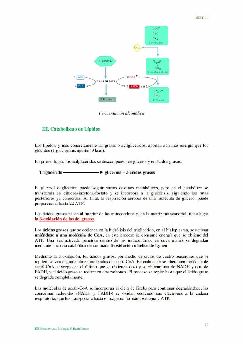 Tema 11 Metabolismo celular. Catabolismo
I. Introducción al catabolismo
Como hemos visto, el catabolismo es un
conjunto de reacciones oxidat