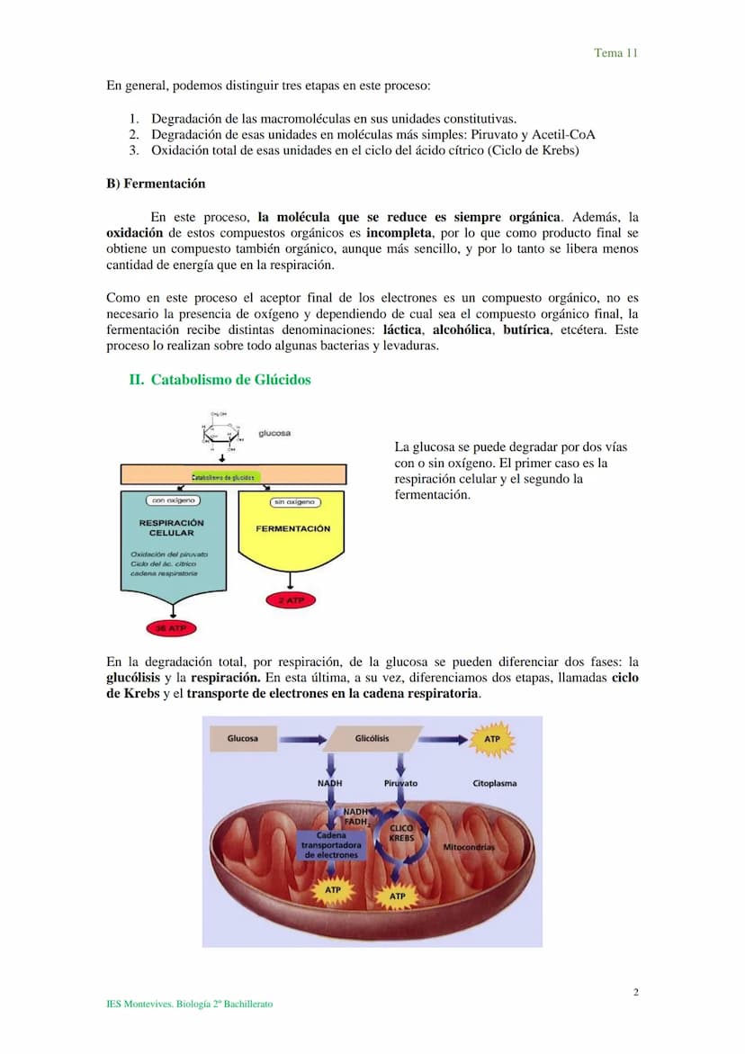 Tema 11 Metabolismo celular. Catabolismo
I. Introducción al catabolismo
Como hemos visto, el catabolismo es un
conjunto de reacciones oxidat