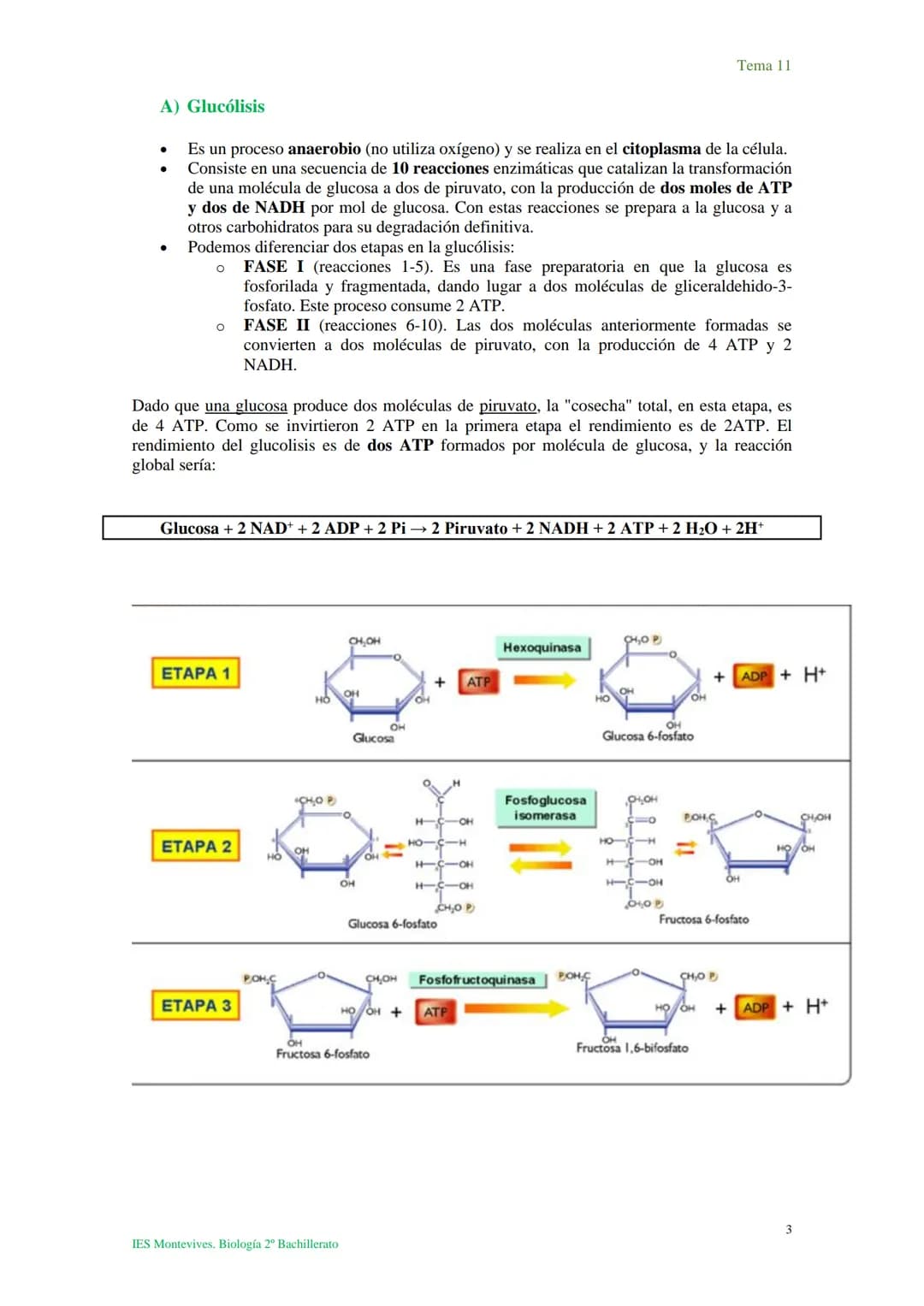 Tema 11 Metabolismo celular. Catabolismo
I. Introducción al catabolismo
Como hemos visto, el catabolismo es un
conjunto de reacciones oxidat