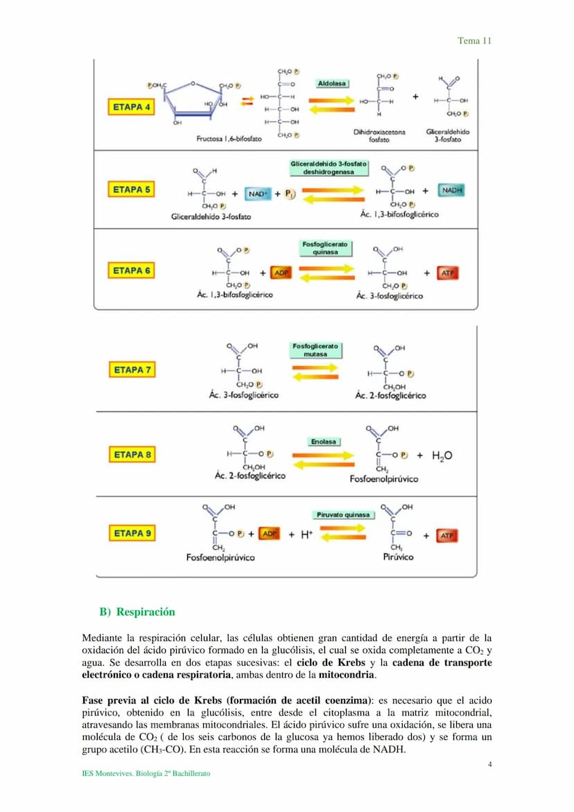 Tema 11 Metabolismo celular. Catabolismo
I. Introducción al catabolismo
Como hemos visto, el catabolismo es un
conjunto de reacciones oxidat