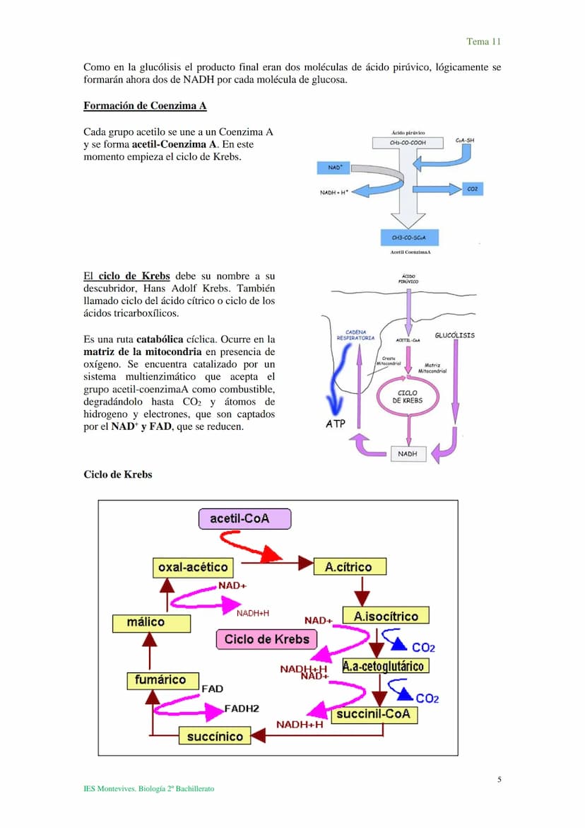 Tema 11 Metabolismo celular. Catabolismo
I. Introducción al catabolismo
Como hemos visto, el catabolismo es un
conjunto de reacciones oxidat
