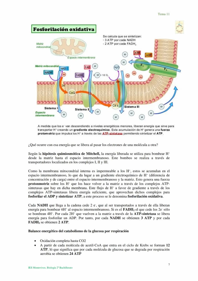 Tema 11 Metabolismo celular. Catabolismo
I. Introducción al catabolismo
Como hemos visto, el catabolismo es un
conjunto de reacciones oxidat