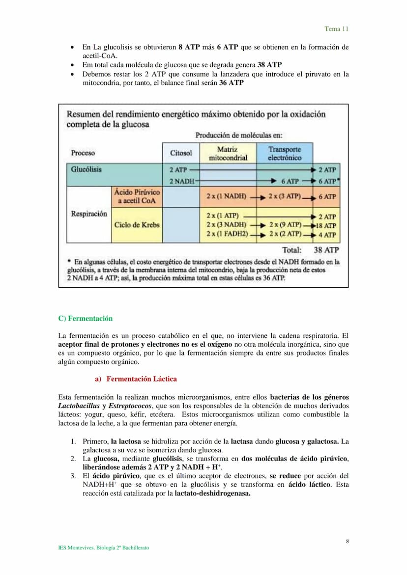 Tema 11 Metabolismo celular. Catabolismo
I. Introducción al catabolismo
Como hemos visto, el catabolismo es un
conjunto de reacciones oxidat