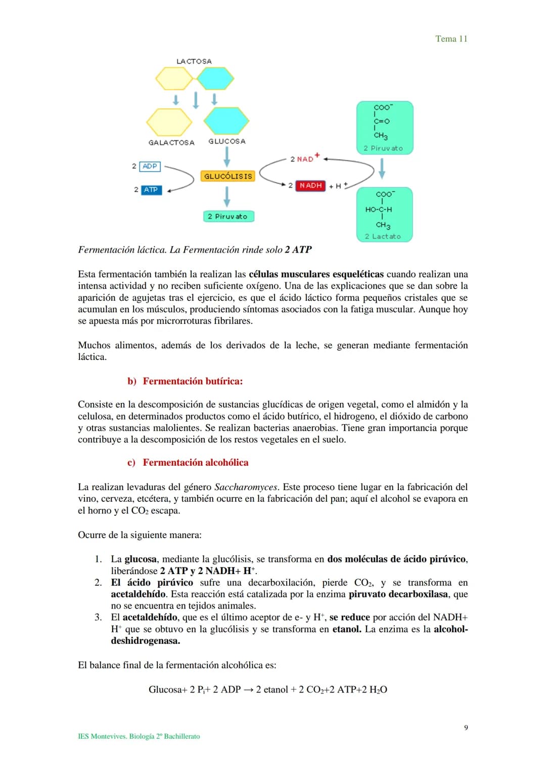 Tema 11 Metabolismo celular. Catabolismo
I. Introducción al catabolismo
Como hemos visto, el catabolismo es un
conjunto de reacciones oxidat