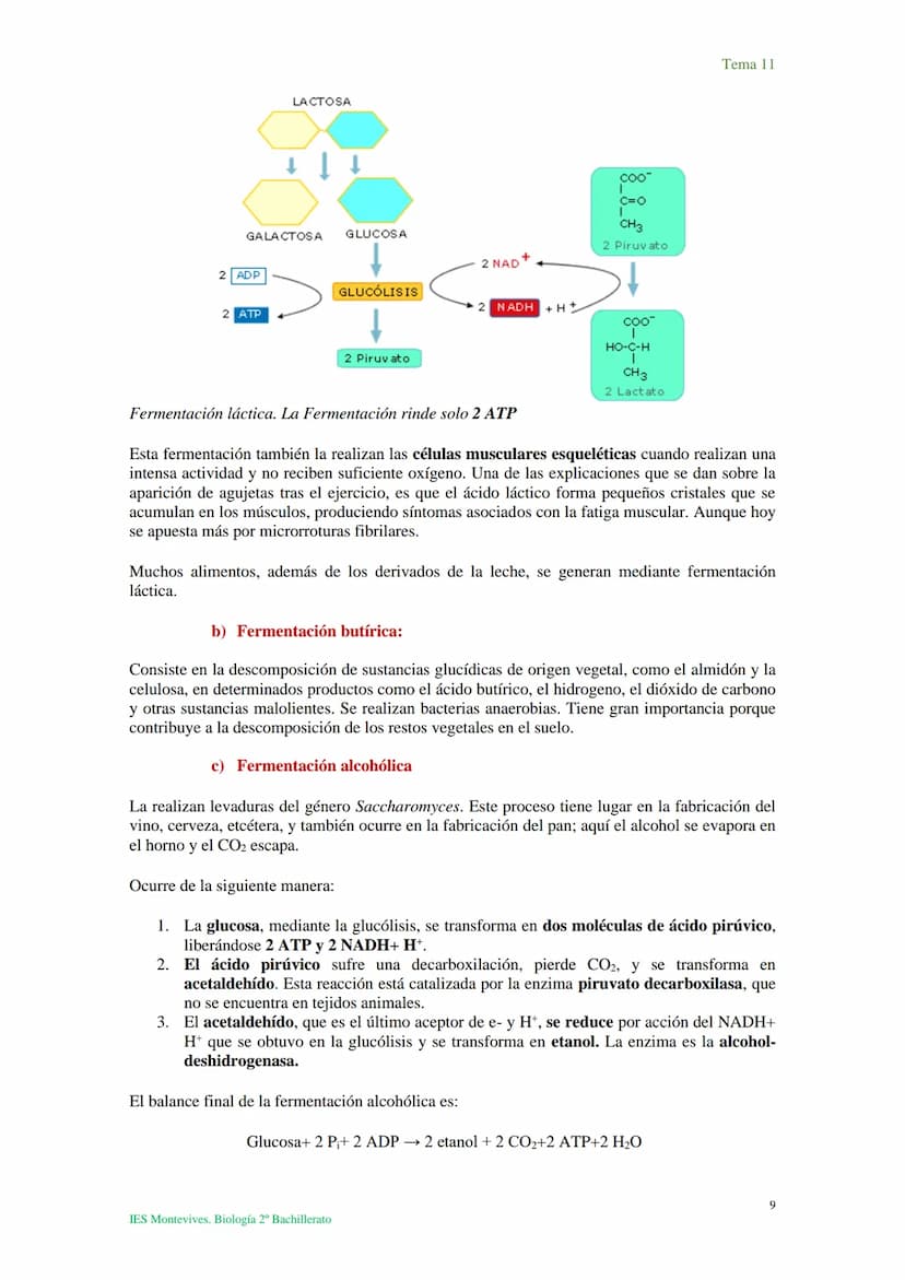 Tema 11 Metabolismo celular. Catabolismo
I. Introducción al catabolismo
Como hemos visto, el catabolismo es un
conjunto de reacciones oxidat