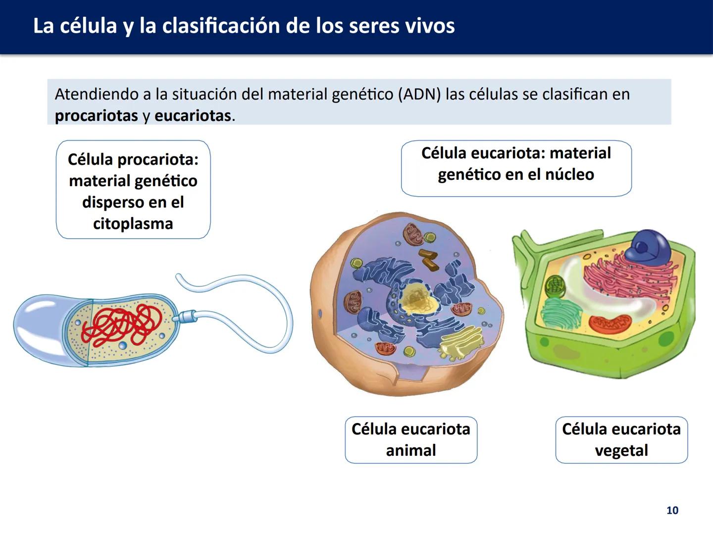 U.D. 1: LA CÉLULA Y LA
CLASIFICACIÓN DE LOS
SERES VIVOS
Biología y Geología --- OCR Start ---
La célula y la clasificación de los seres vivo
