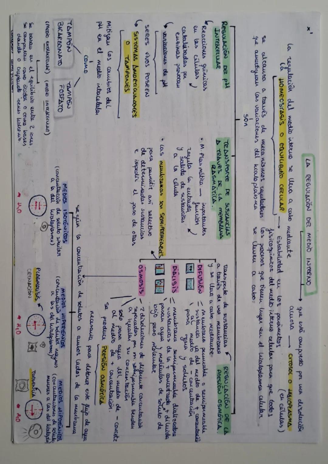ESQUEMA TEMA 1 BIOLOGIA: QUIMICA DE LA VIDA.

son
BIOELEMENTOS
son los elementos químicos que forman la
materia de los seres vivos. Se clasi